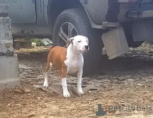 Photo №1. american staffordshire terrier - à vendre en ville de Ivanovo | 334€ | Annonce №19465