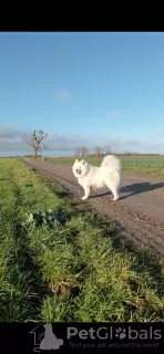 Photo №3. Chiots Samoyèdes. Pologne