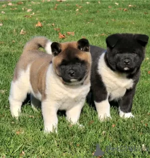 Photo №1. akita (chien) - à vendre en ville de Yorktown | 615€ | Annonce №50498