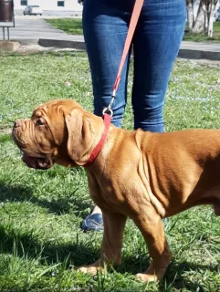 Photo №2 de l'annonce № 6072 de la vente dogue de bordeaux - acheter à Fédération de Russie éleveur