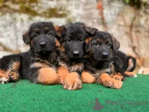 Photo №3. Bergers allemands adorables et en bonne santé, disponibles maintenant à la vente. Allemagne