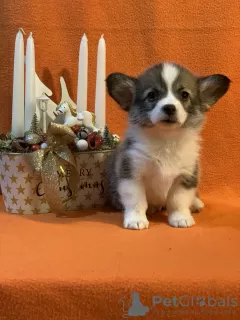 Photos supplémentaires: Chiots Pembroke Welsh Corgi issus de parents primés provenant d'un élevage