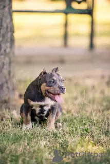 Photo №2 de l'annonce № 62655 de la vente american bully - acheter à La Moldavie éleveur