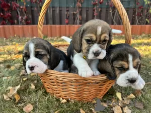 Photos supplémentaires: Chiots d'élite de parents titrés