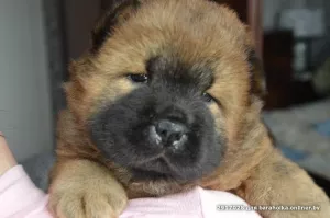 Photo №1. chow-chow - à vendre en ville de Soligorsk | 171€ | Annonce №5041