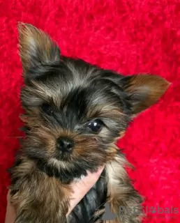 Photo №2 de l'annonce № 125802 de la vente yorkshire terrier - acheter à Suède 