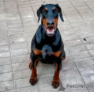 Photo №1. dobermann - à vendre en ville de Suwałki | 1500€ | Annonce №51294