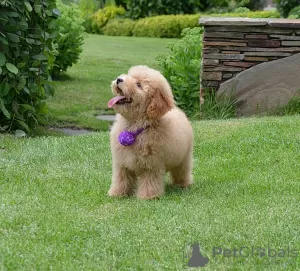 Photo №2 de l'annonce № 31543 de la vente caniche (jouet) - acheter à Fédération de Russie de la fourrière, éleveur