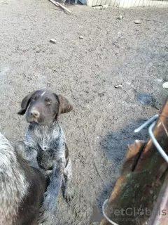 Photos supplémentaires: Chiots Dradhaar à vendre