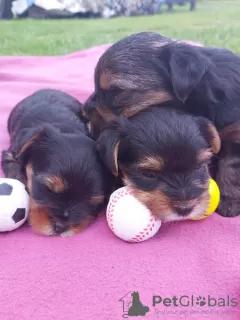 Photos supplémentaires: Yorkshire Terrier