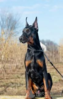 Photo №1. dobermann - à vendre en ville de Москва | négocié | Annonce №18106