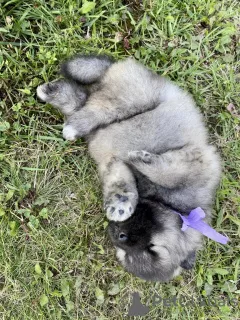 Photo №3. Chiots Keeshond (Wolfspitz). Fédération de Russie