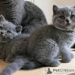 Photo №1. british shorthair - à vendre en ville de Kiev | négocié | Annonce № 95312