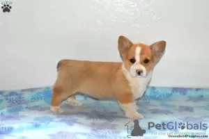 Photo №2 de l'annonce № 63529 de la vente welsh corgi - acheter à USA 