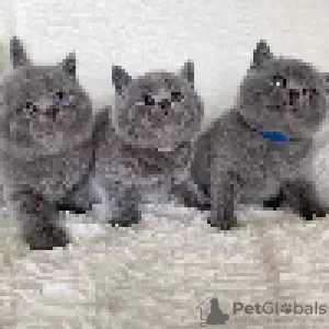 Photo №1. british shorthair - à vendre en ville de Uppsala | 4€ | Annonce № 97546