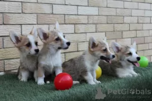 Photos supplémentaires: Chiots Welsh Corgi Pembroke