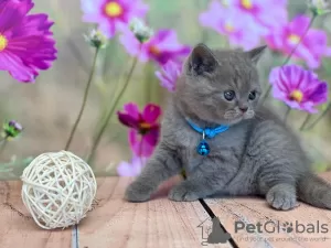 Photo №1. scottish fold - à vendre en ville de Пертунмаа | 400€ | Annonce № 84209