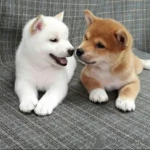 Photo №1. shiba - à vendre en ville de Perstorp | négocié | Annonce №48760