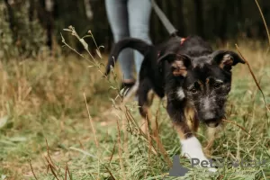 Photo №3. Rosie, une coquette douce et charmante, cherche un foyer.. Fédération de Russie