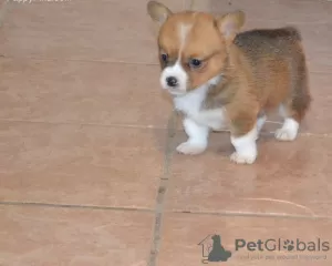 Photo №2 de l'annonce № 44886 de la vente welsh corgi - acheter à Lituanie annonce privée