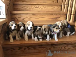 Photos supplémentaires: Le charmant chiot beagle est à la recherche d'un foyer et des plus tendres