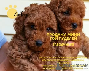 Photo №1. caniche (jouet) - à vendre en ville de Kiev | négocié | Annonce №10912