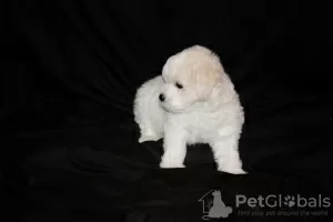 Photo №3. Chiots bichon frisé à vendre. Biélorussie