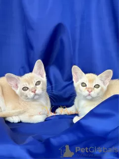 Photos supplémentaires: Birman européen. Des filles d'une couleur rare.