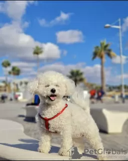 Photo №2 de l'annonce № 103845 de la vente bichon à poil frisé - acheter à Allemagne annonce privée