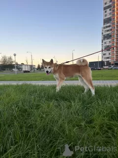 Photos supplémentaires: Chiots Akita Inu