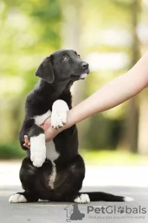 Photo №2 de l'annonce № 8007 de la vente chien bâtard - acheter à Fédération de Russie annonce privée