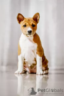 Photos supplémentaires: Chiots Basenji FCI disponibles