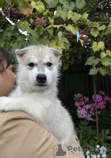 Photos supplémentaires: Chiots Husky Sibérien