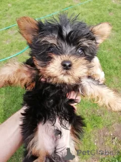 Photo №3. Les chiots Yorkie au visage de bébé sont complètement prêts à partir.. Estonie