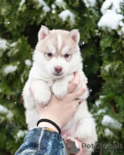 Photo №1. husky de sibérie - à vendre en ville de Kiev | 962€ | Annonce №31091