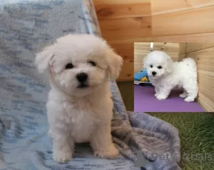 Photos supplémentaires: Adorables chiots Bichon Frise prêts à emménager dans une nouvelle maison