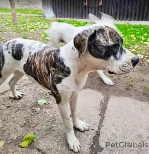 Photos supplémentaires: American Bulldog - chiennes à vendre