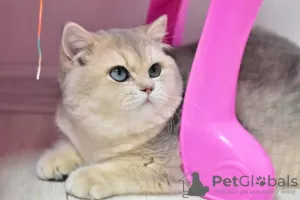 Photo №4. Je vais vendre british shorthair en ville de Dnipro. de la fourrière, éleveur - prix - 946€