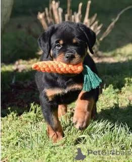 Photo №1. rottweiler - à vendre en ville de Bruges | 615€ | Annonce №55858