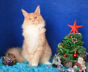 Photo №1. maine coon - à vendre en ville de Volgograd | Négocié | Annonce № 3990