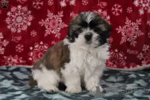 Photo №4. Je vais vendre shih tzu en ville de Дрезден.  - prix - négocié