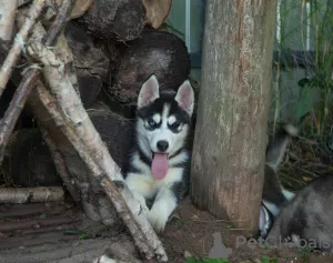 Photo №3. Husky sibérien. Fédération de Russie