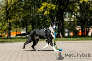 Photos supplémentaires: L'adorable bébé Gypsy cherche un foyer !