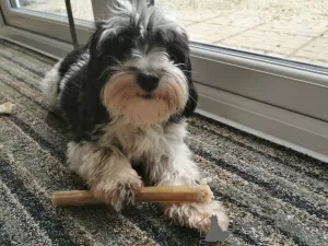 Photos supplémentaires: Chiot bichon havanais mâle chocolat et blanc