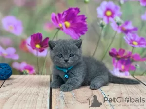 Photo №2 de l'annonce № 93380 de la vente british shorthair - acheter à USA annonce privée