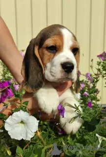 Photo №3. Chiot Beagle au chenil !. Ukraine