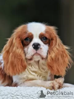 Photo №2 de l'annonce № 43377 de la vente cavalier king charles spaniel - acheter à USA annonce privée