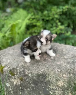 Photos supplémentaires: Welsh Corgi Pembroke