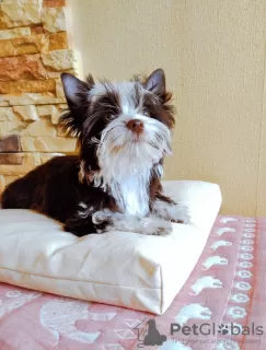 Photo №1. yorkshire terrier - à vendre en ville de Kiev | 757€ | Annonce №51296