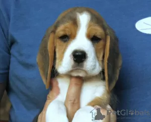 Photo №4. Je vais vendre beagle en ville de Bremen. annonce privée - prix - 478€